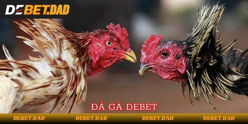 Những thông tin bạn cần biết về Jdb66 - Jdb66